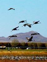 Birding Festivals of Cochise County