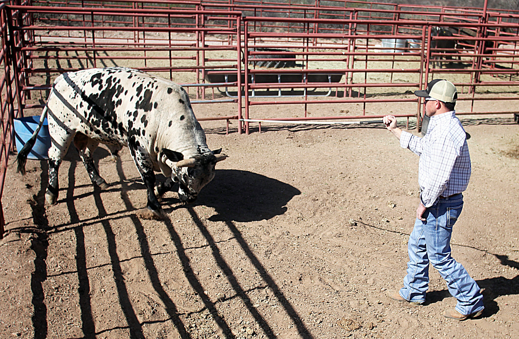 Tombstone man herds genetically engineered bucking bulls Local