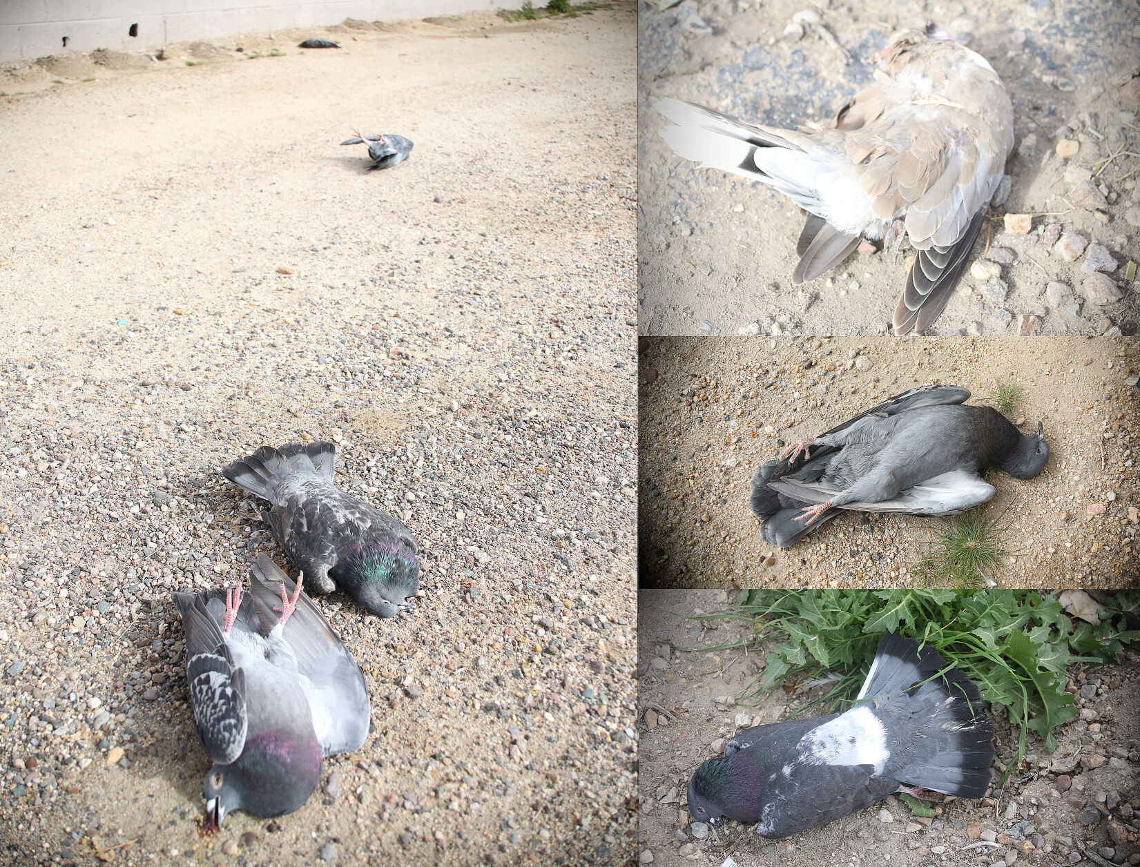 Uptick in dead pigeon sightings concerns Willcox residents
