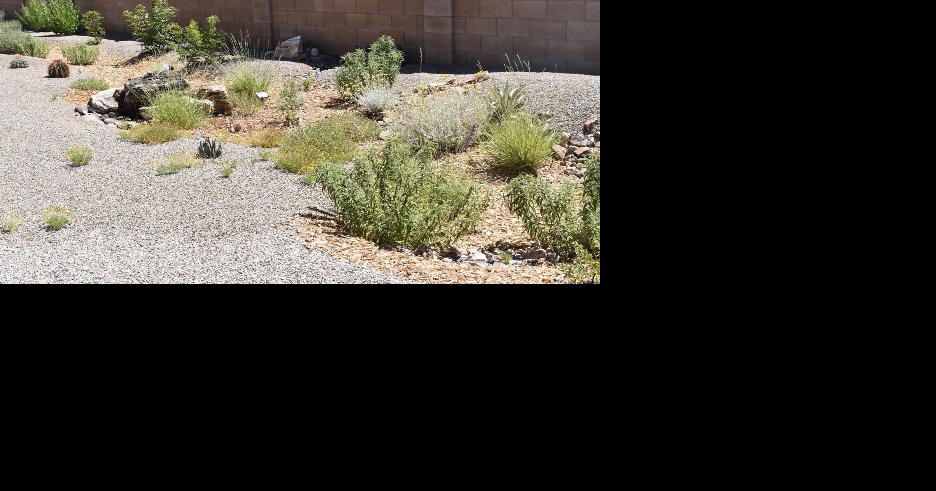Berms and basins: Harvesting water to create a native desert ...