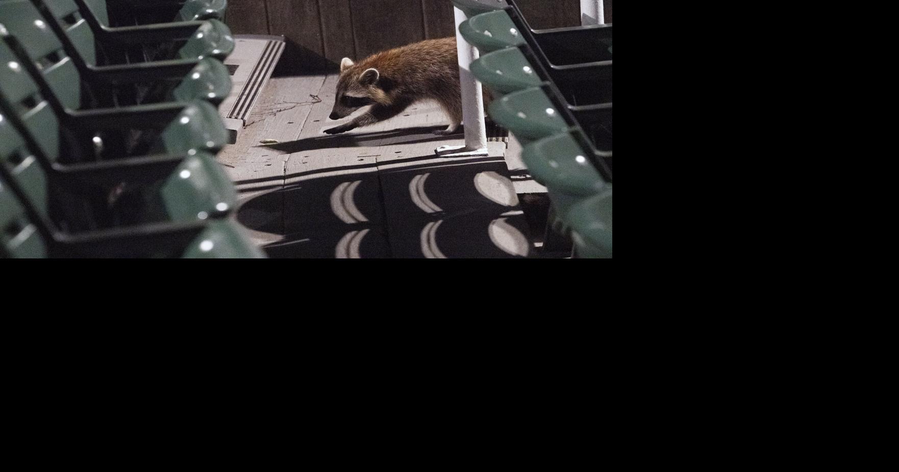 Upstaged by Raccoons? The Joys of Playing Shakespeare in Central Park ...