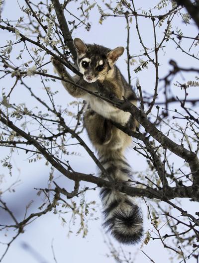 Arizona S Other Raccoon Opinion Myheraldreview Com