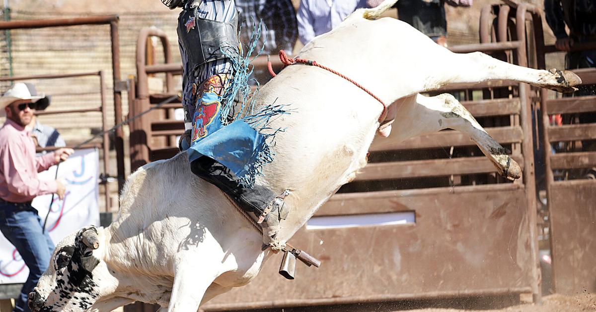 Bull Rider Shoot Join Shoot Out's bull riding thrills | | myheraldreview.com