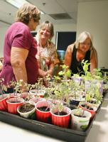 Willcox-Sunsites Garden Club holds annual seedling exchange
