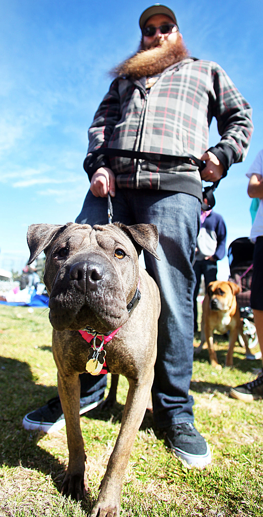 Celebrating animals at Veterans Memorial Park