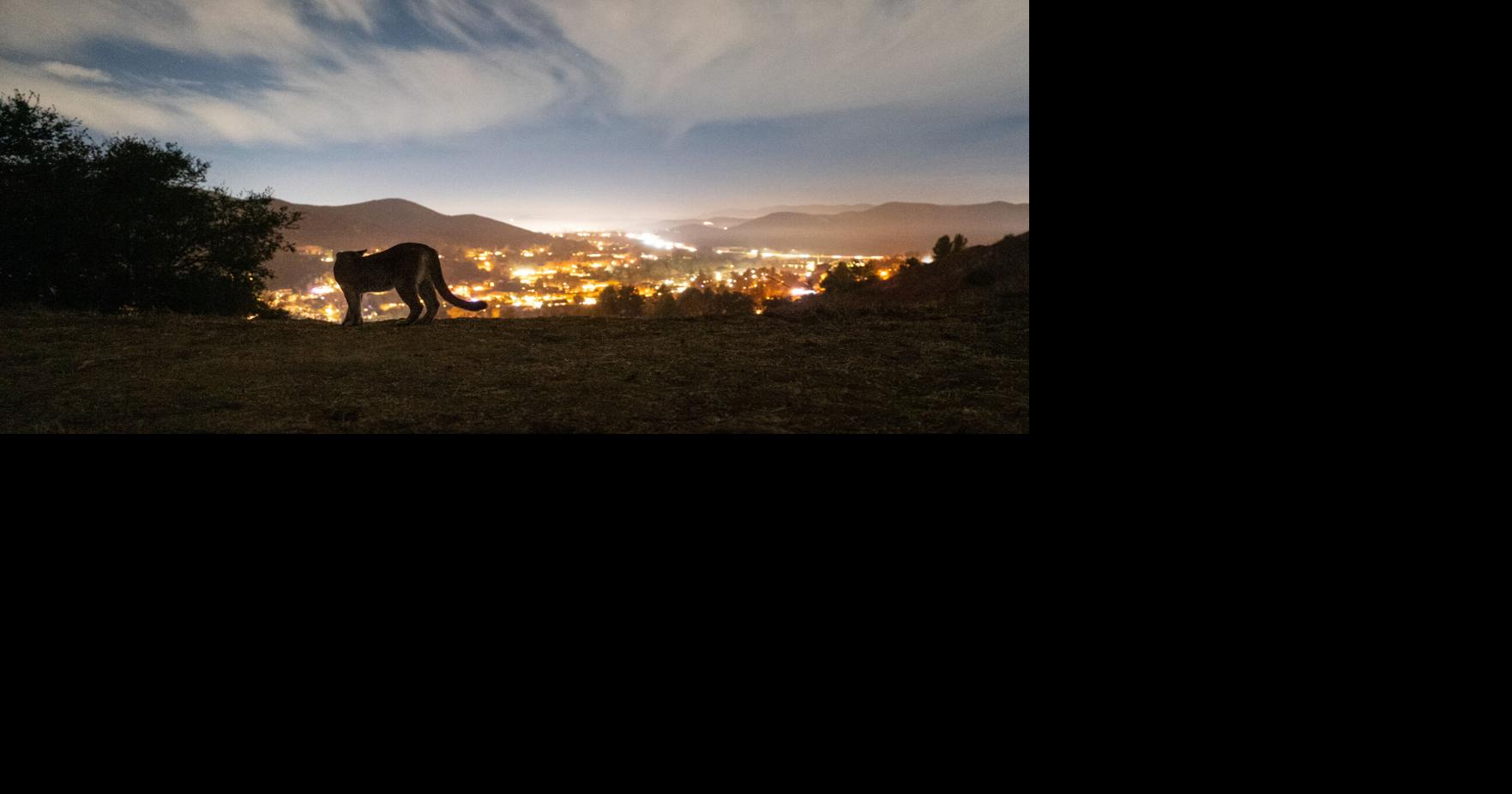 Can Mountain Lions Survive as Humans Close In? California Is Trying to Find a Way.
