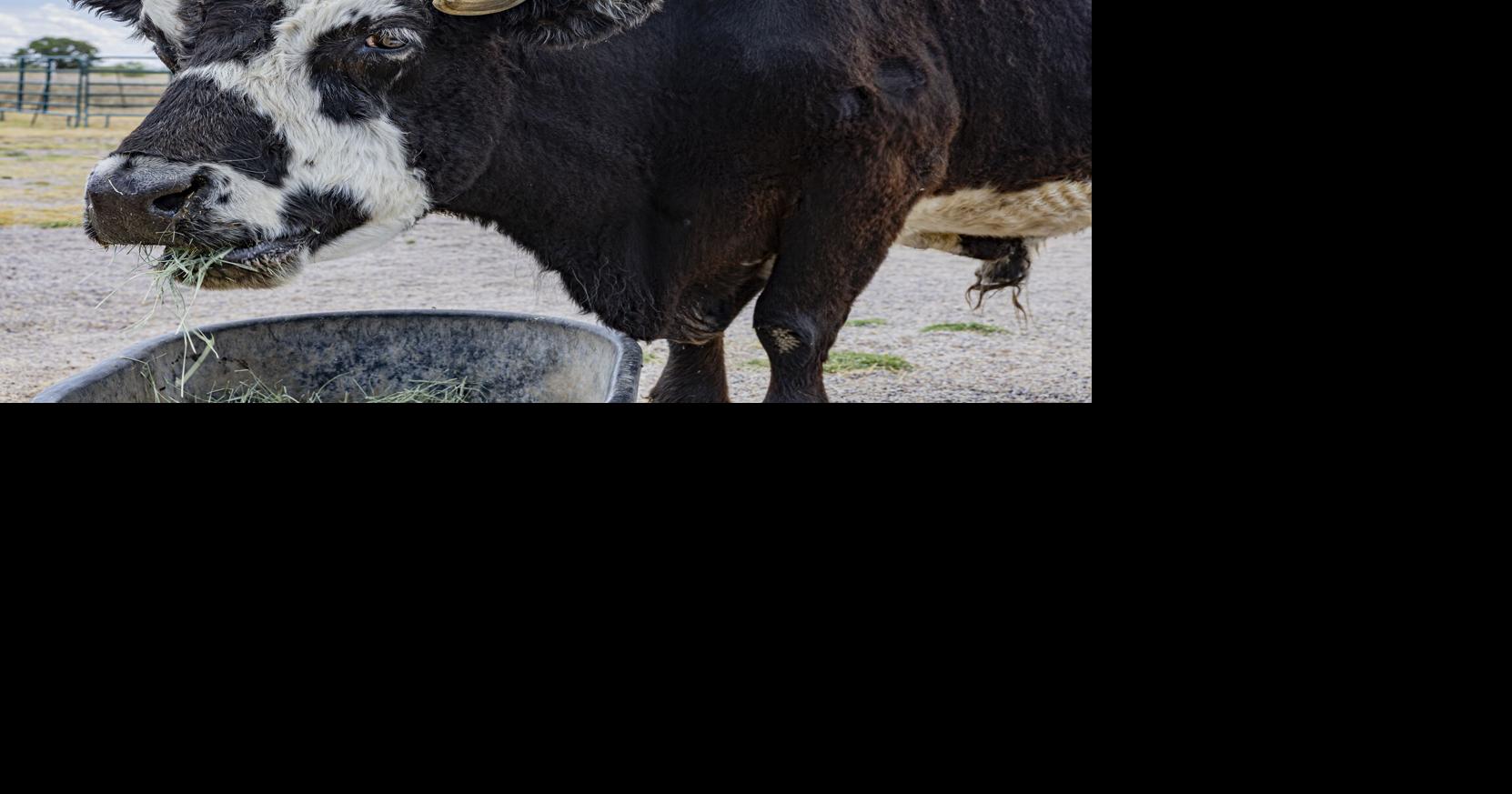 Meet Dewey: The 21-year-old steer still going strong