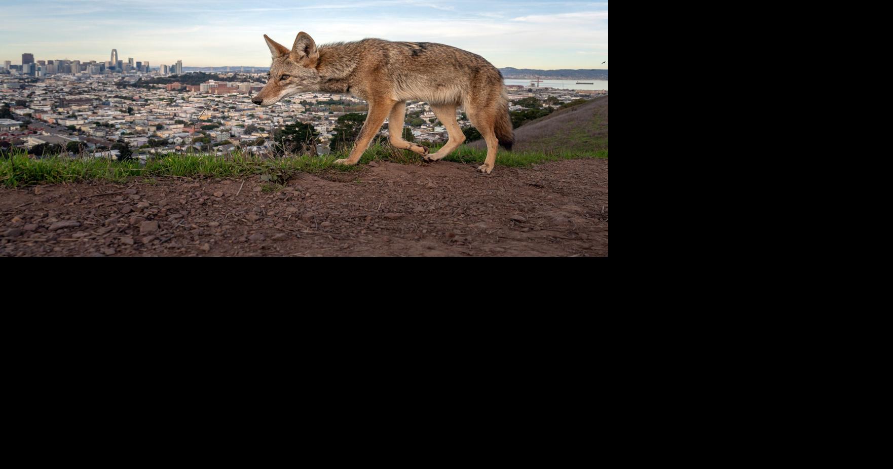 Mangy coyotes are just a fact of wildlife