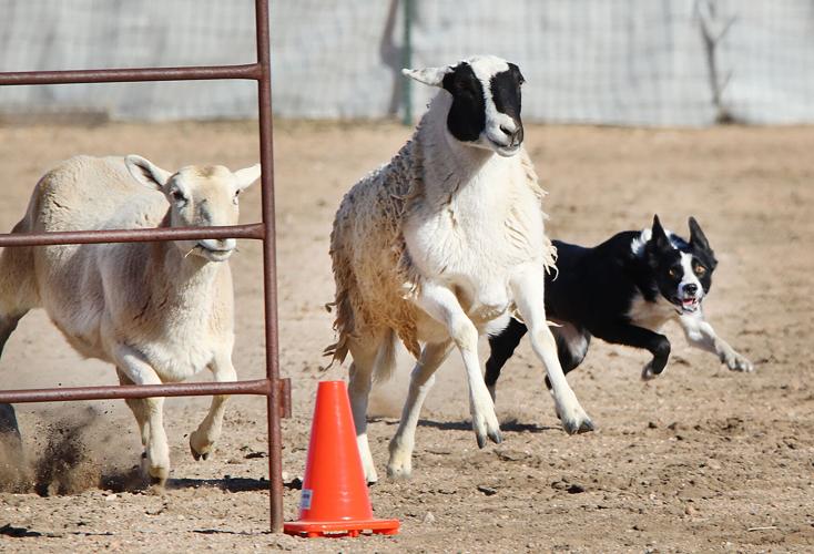 Willcox hosts January Burr Stock Dog Trial Willcox Range News