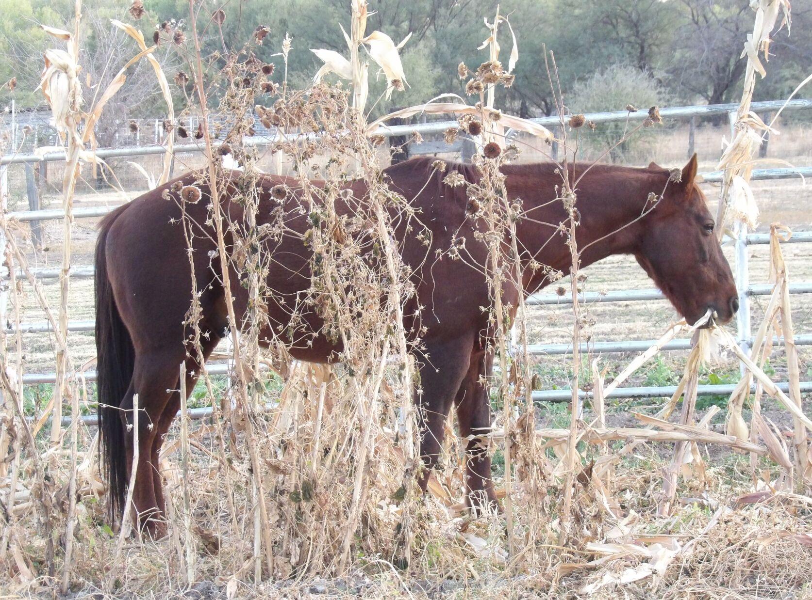 A horse is a horse, of course