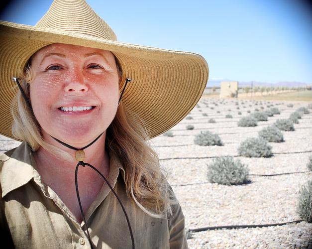 Rhumb Line Lavender Festival slated for June 10 Willcox Range News