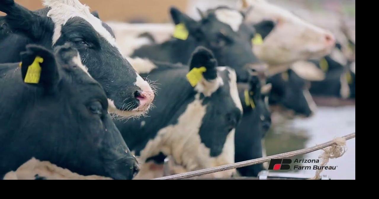 Rosie on the House: Arizona Dairy Farms Lead the Way in Sustainability