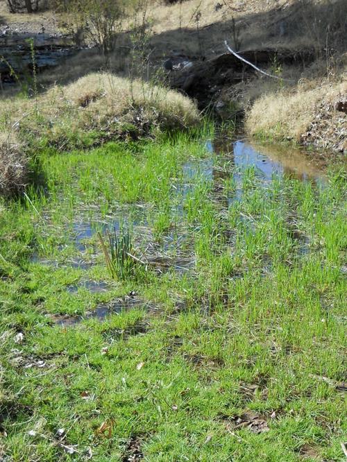 Court asked to vacate Corps decision on Vigneto permit