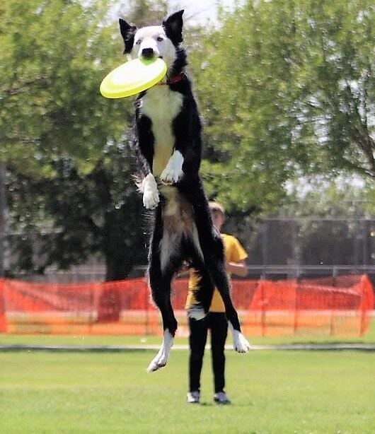 K9 frisbee hotsell toss and fetch