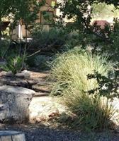 What’s in a name? Johnson's grass and the San Pedro