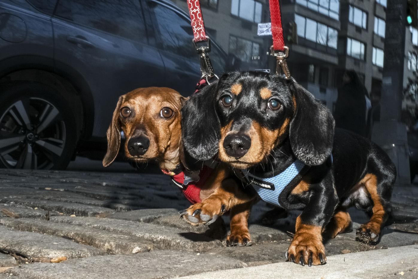 is the dachshund legal in iceland