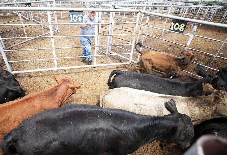 Willcox Livestock Auction weathers storms Local News Stories