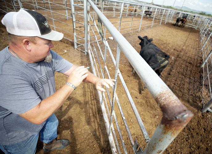 Willcox Livestock Auction weathers storms Local News Stories