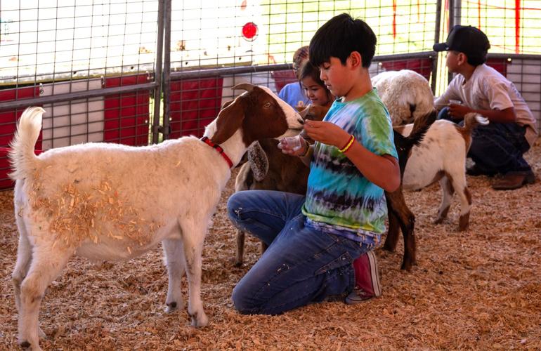 Cochise County Fair attracts a crowd Douglas Dispatch
