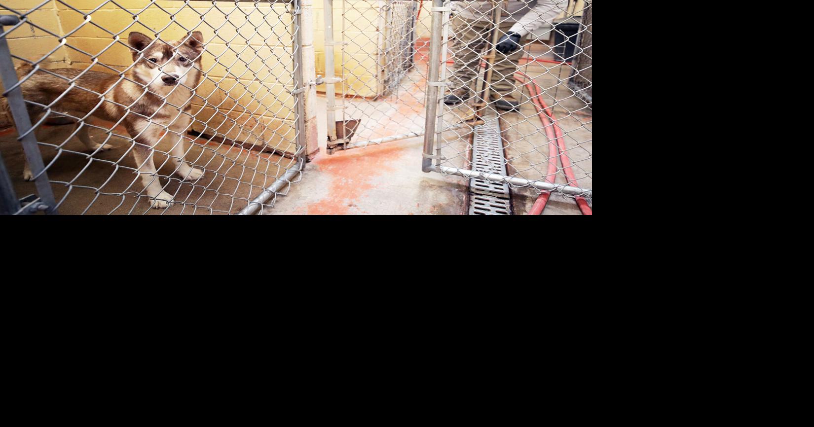 Douglas will buy animal shelter from the UofA for more than $500,000 ...