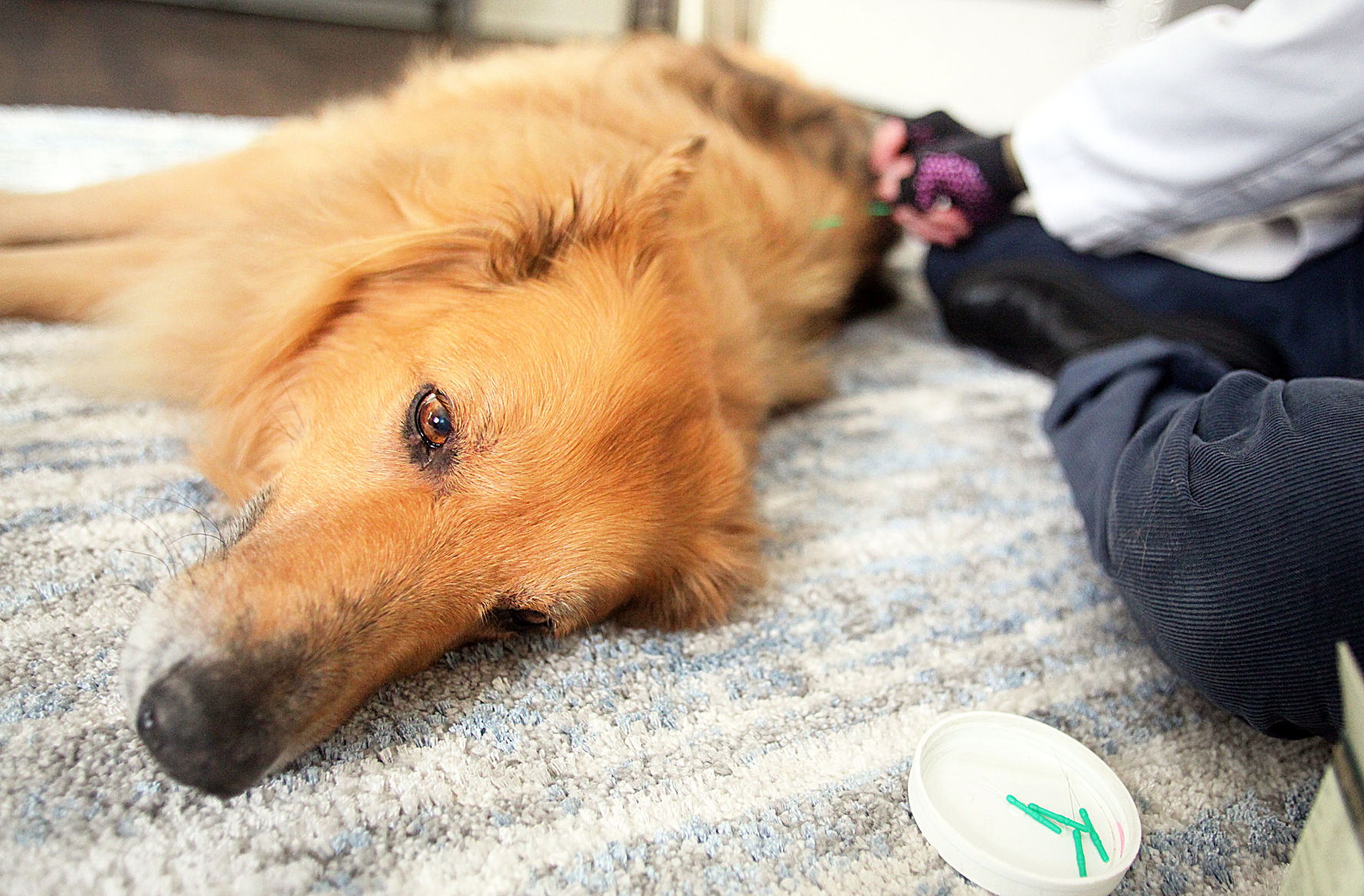 holistic dog vets near me