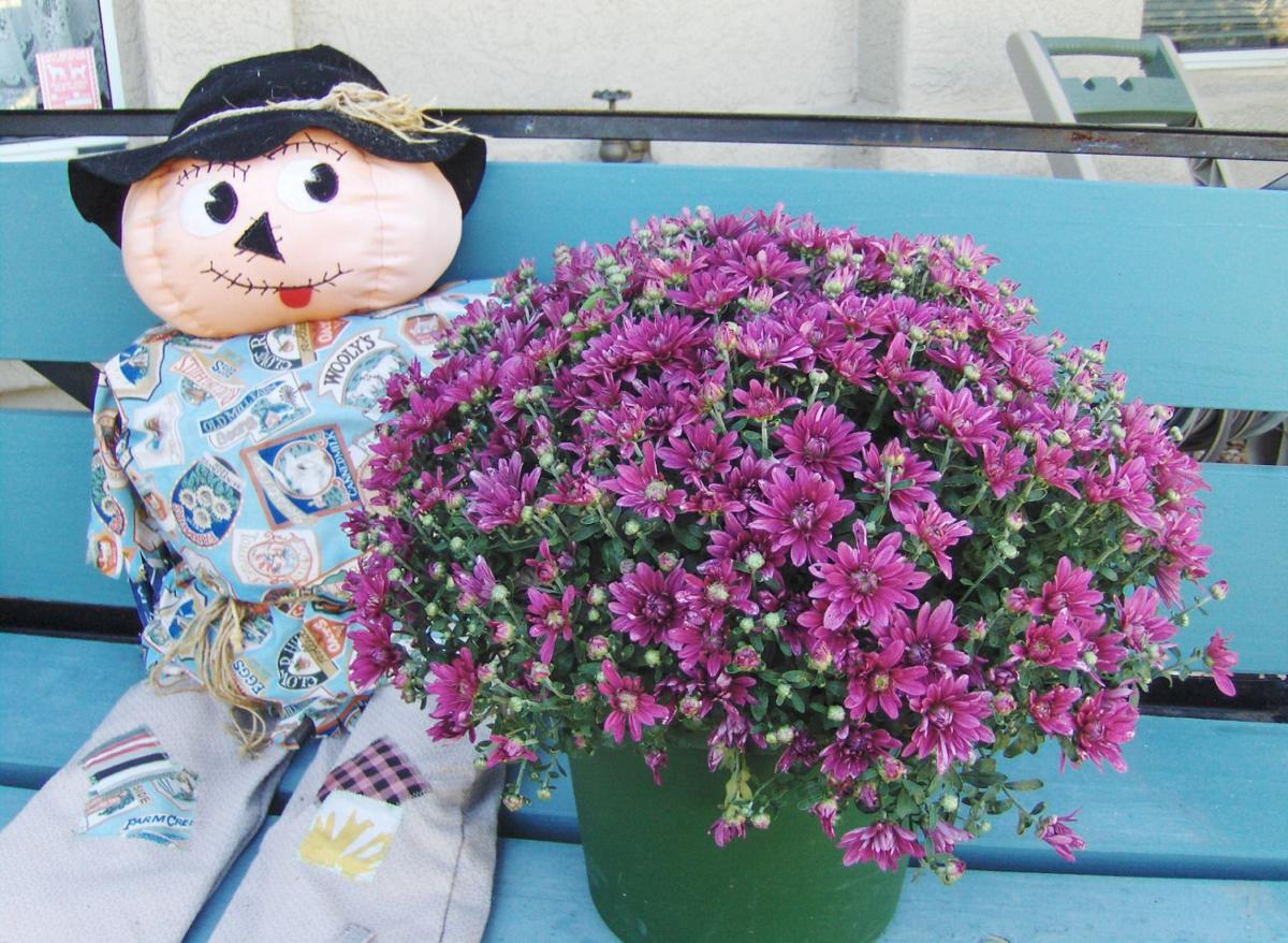 In A Desert Garden It Is Fall Here Come The Mums