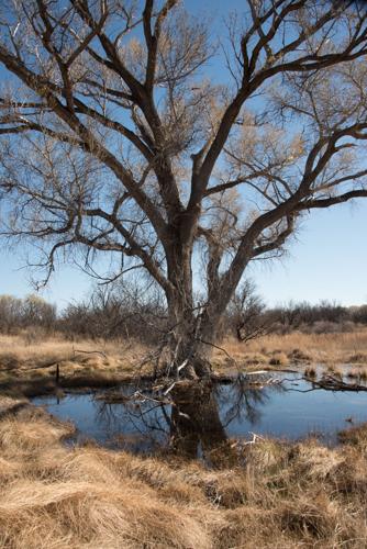 Lewis Springs: A once highly popular regional resort | Community ...