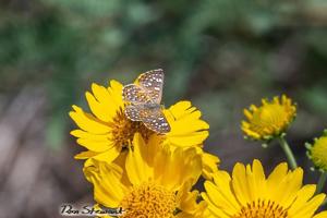 Butterfly Walks