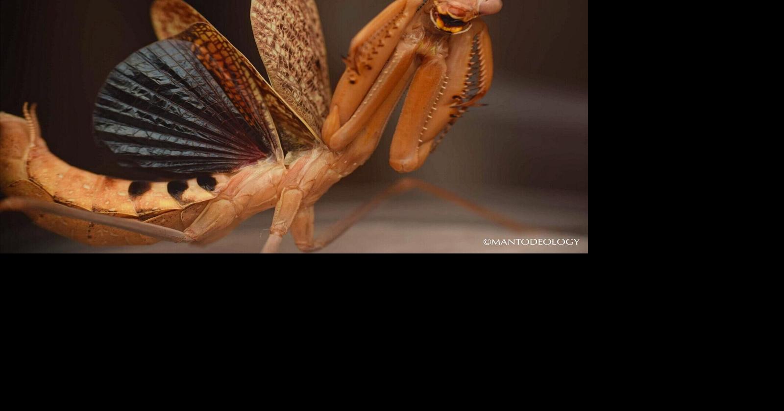 New mantis species discovered in Madera Canyon | Lifestyle ...