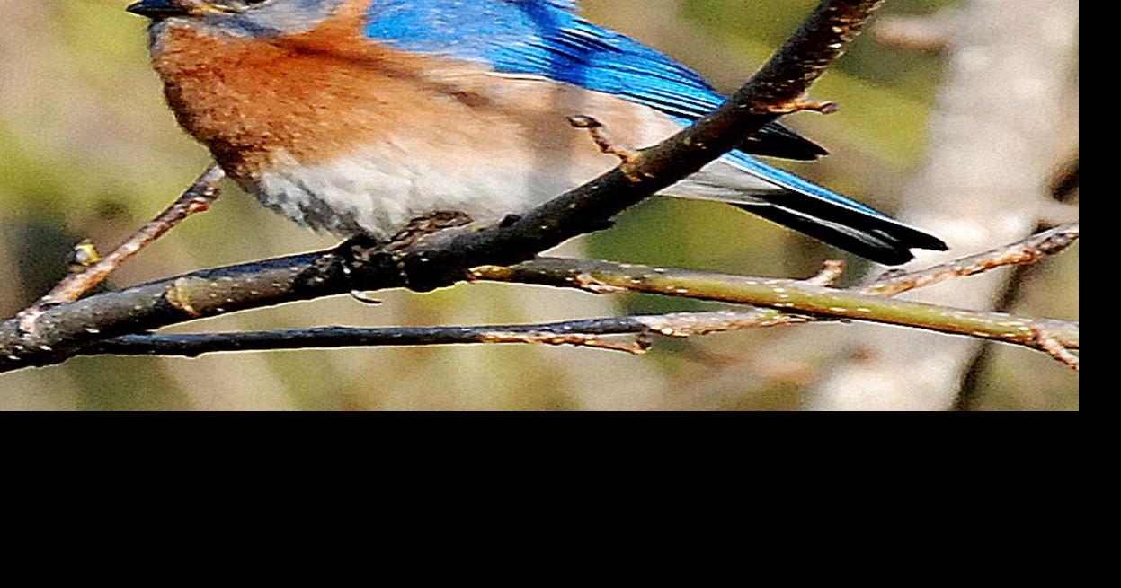 MONROE OUTDOORS: Bluebirds migration still baffles scientists | Our