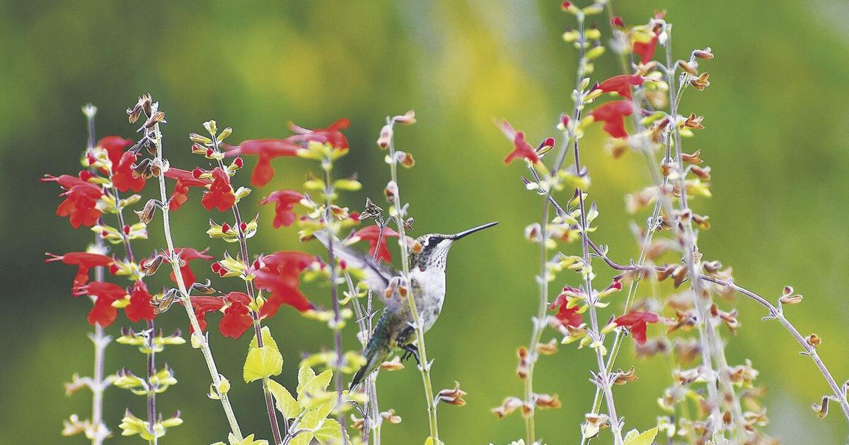 Create garden of beautiful blossoms for hummers | News
