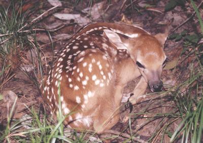 giving baby whitetail deer