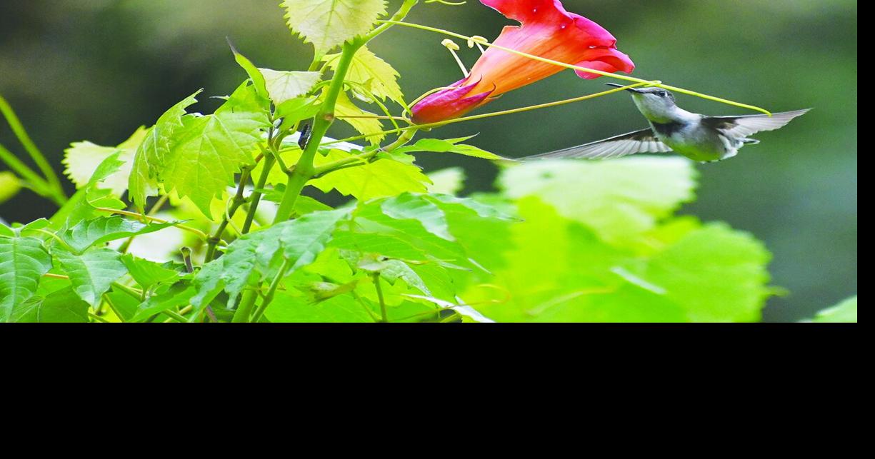 MIDDLE GEORGIA OUTDOORS: Beautiful blooms, but creeper needs discipline
