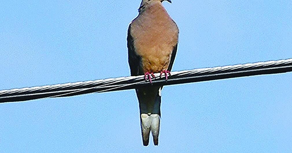 MIDDLE GEORGIA OUTDOORS: Smart hunters never shoot doves on powerlines