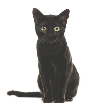 Oh Expletive No Not Black Cats News Mymcr Net