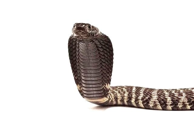 Cobra dealer slept in car with snakes, Free