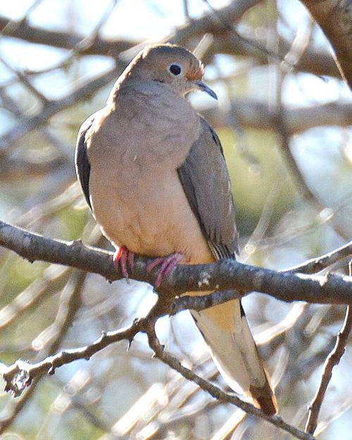 Dove Season Opens Saturday Looks Good For Ga Hunters Our Community Mymcr Net