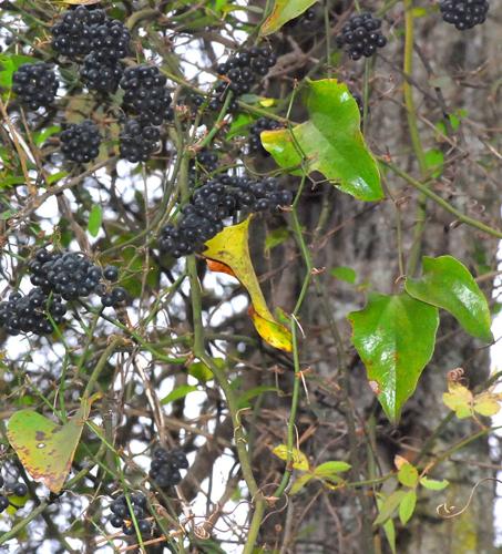 MONROE OUTDOORS: Mother nature’s barbed wire is a hardy survivor ...