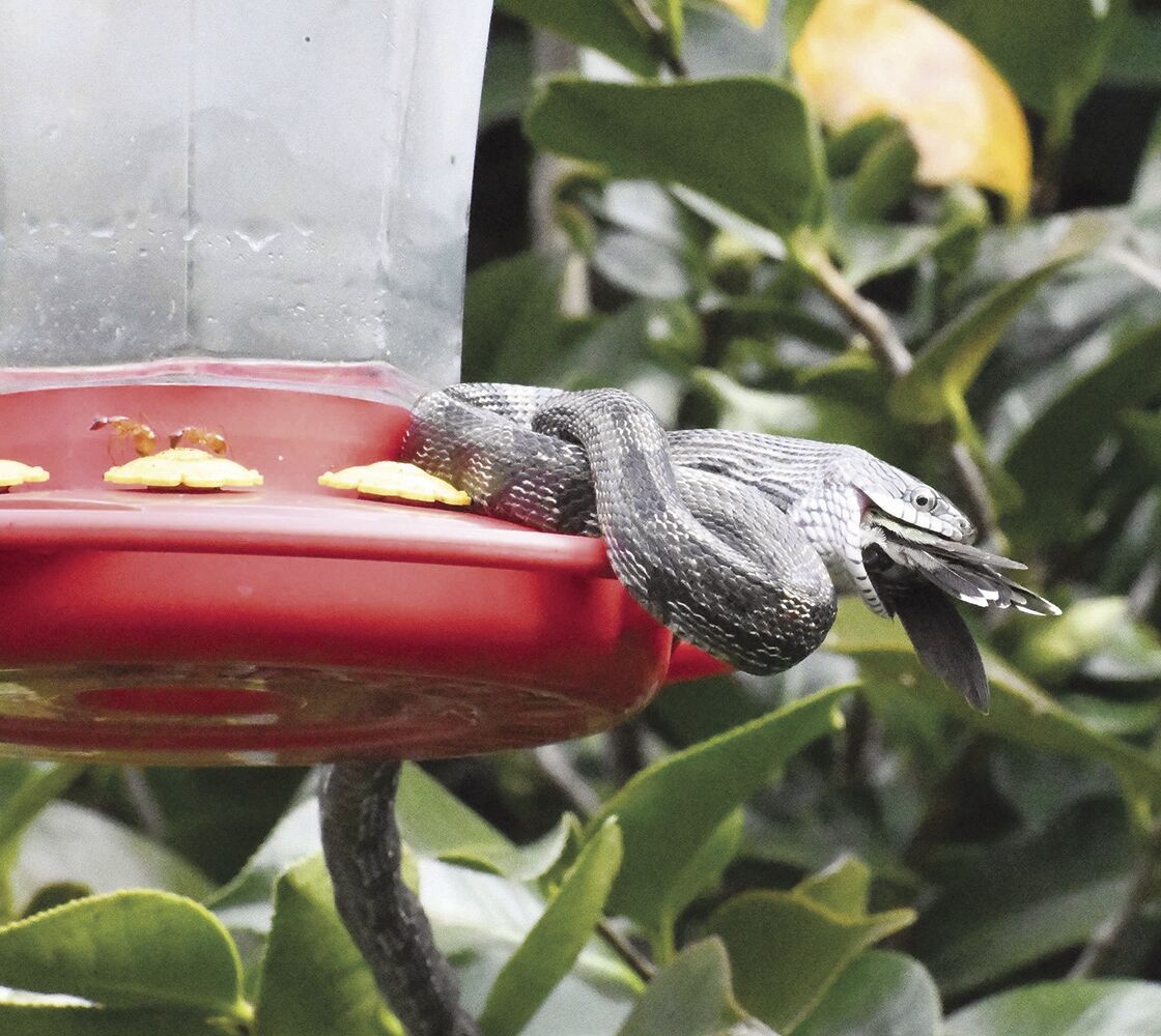 Little hummers face threats from picture