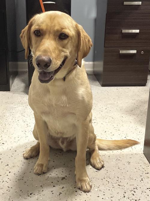 Anna Matheney of Macon rescued her dog after she totalled her car in a wreck on I-75 south near Rumble Road on Tuesday. The dog is being kept at the Monroe County Animal Shelter while she is at the hospital. (Photo courtesy Monroe County Animal Shelter)