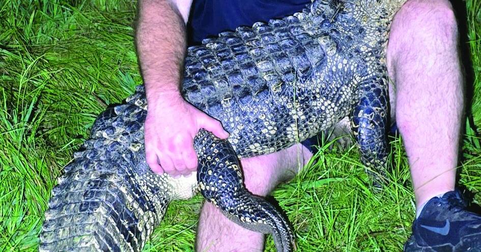 Later Gator