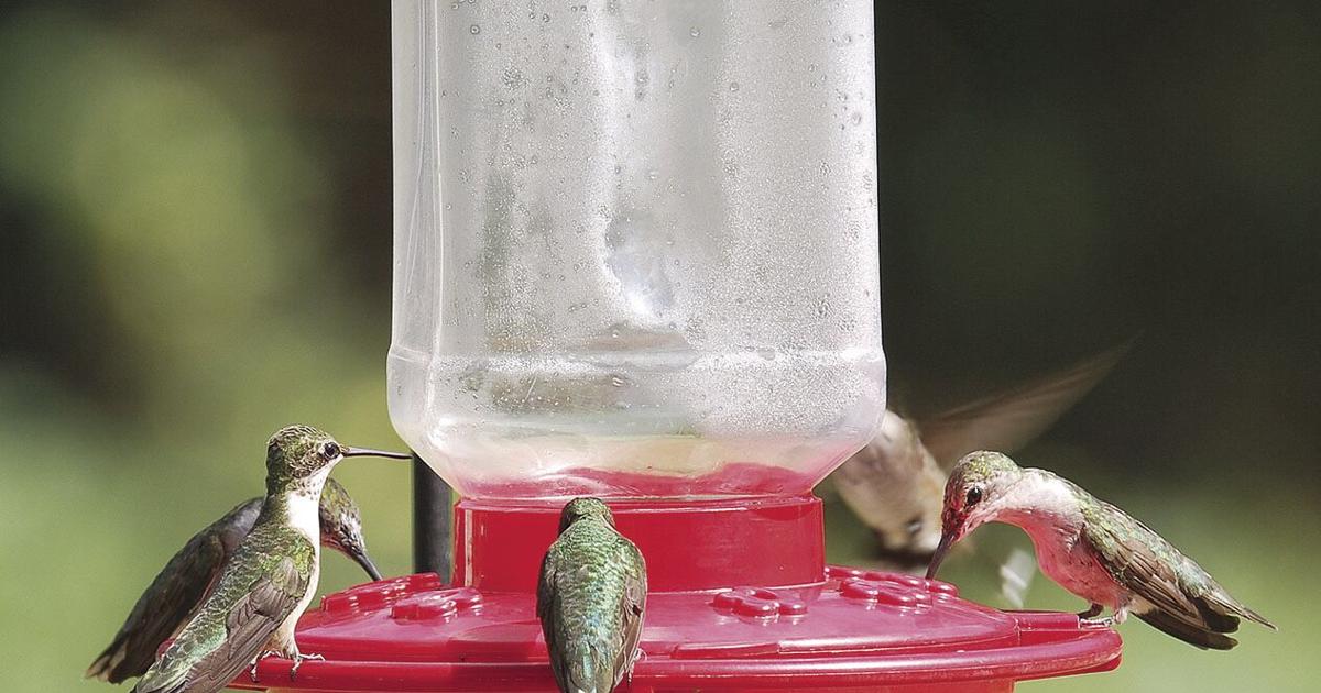 Why are hummingbirds arriving in flocks so early? | News | mymcr.net