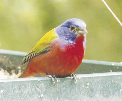 multi-colored painted bunting
