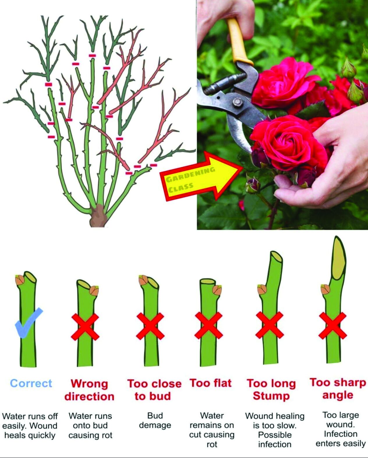 Last call to prune roses in Middle Georgia is now | News | mymcr.net