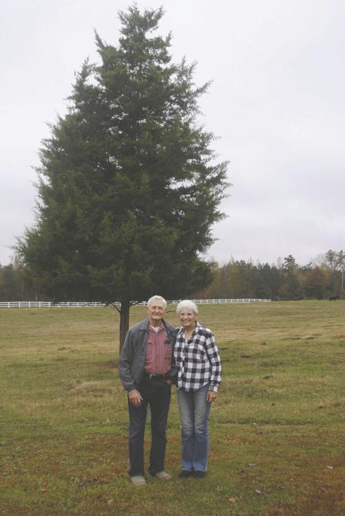 John and Marlene Deaton show off their cedar tree chosen to appear in the Georgia Capitol rotunda this Christmas season.