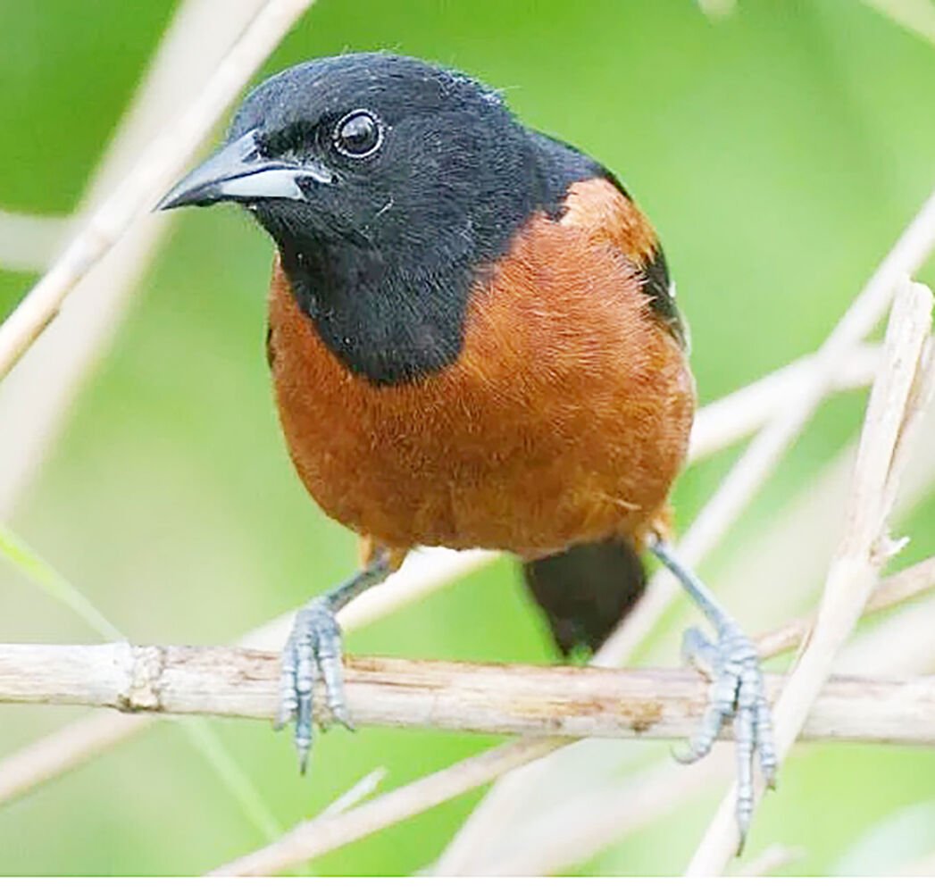 Baltimore Oriole And Orchard Oriole