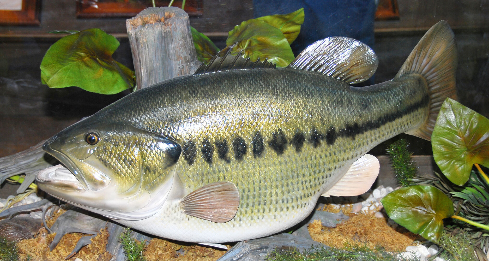 World deals record bass