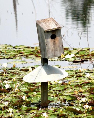 The hundreds of wood duck nesting boxes built and erected around Monroe County over the years provide winter shelter not only for wood ducks but also for other wildlife.(Photo/Terry Johnson)
