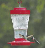 Research unlocks how hummingbirds prepare for migration