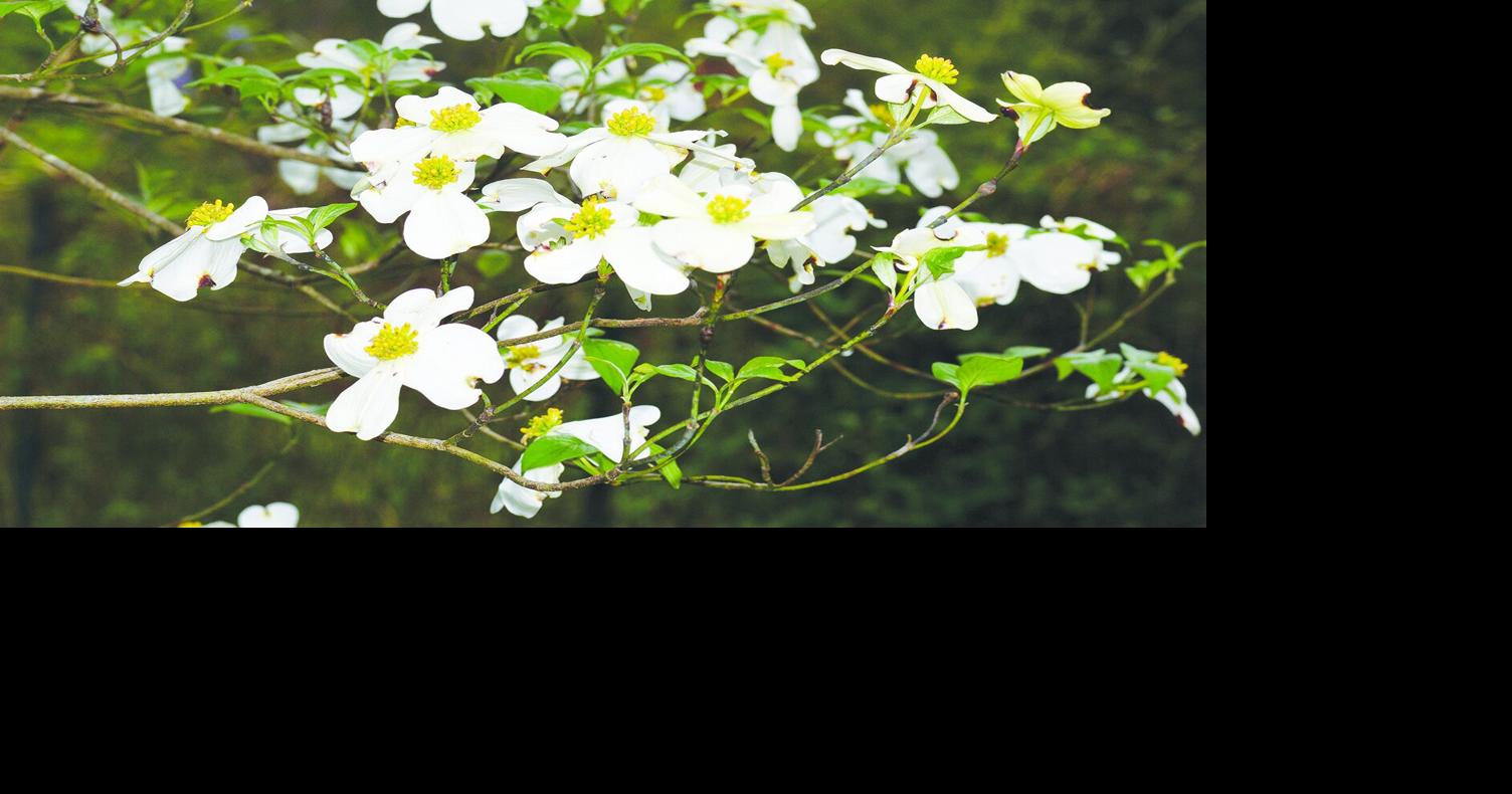 MIDDLE GEORGIA OUTDOORS: Has the dreaded dogwood anthracnose virus arrived?